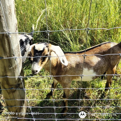 TFN Farms CJM Cosmo Inflation profile picture