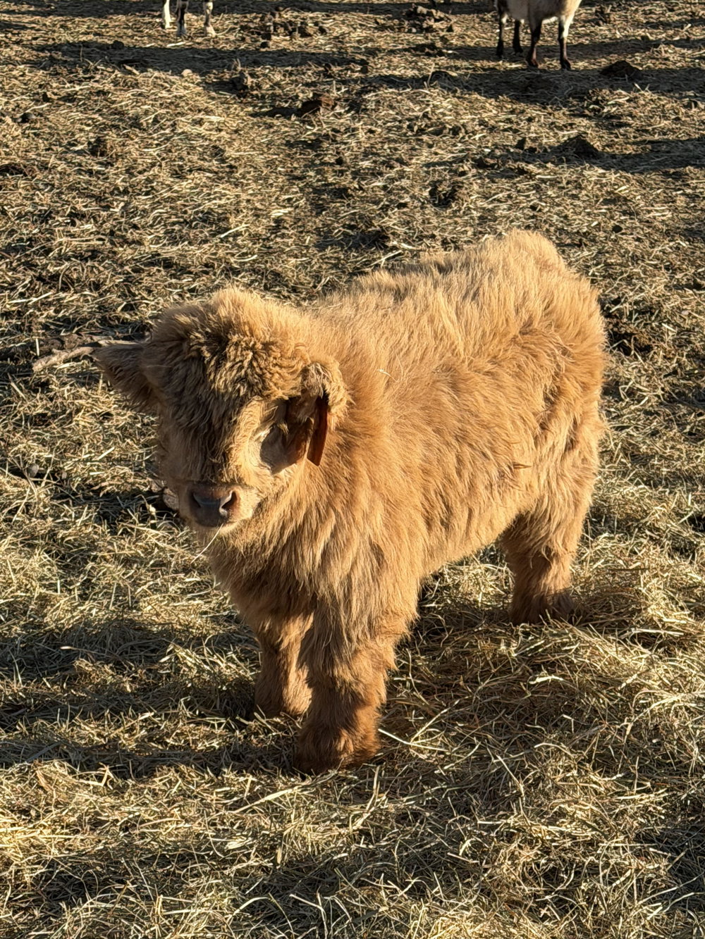 A Peculiar Farm Thing, photo 3