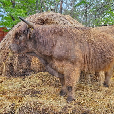 Kilmacolm Calum of Heritage profile picture