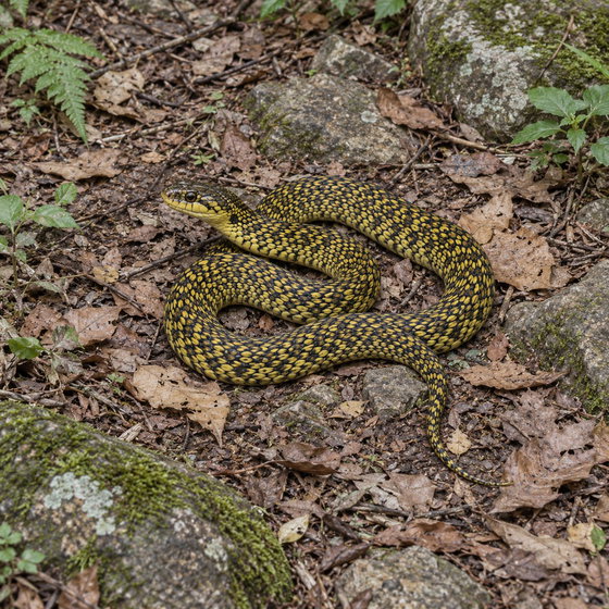 Taiwan stink snake
