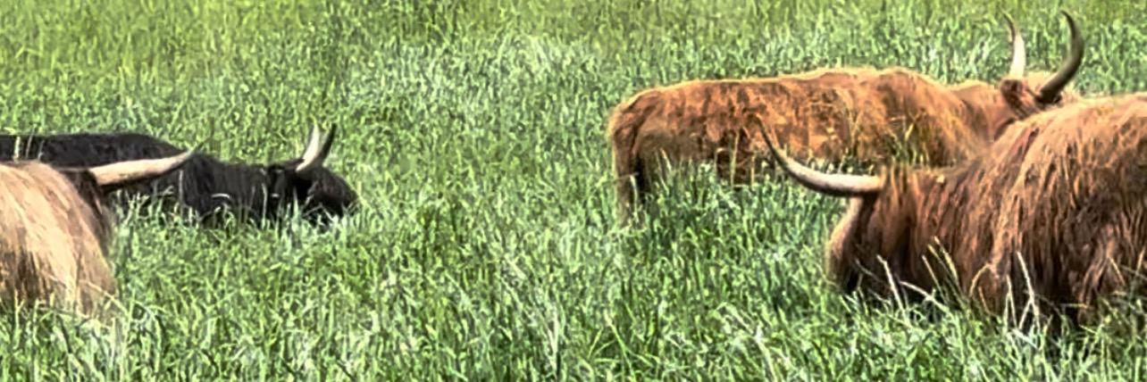 Jennifer Schmitt profile cover image