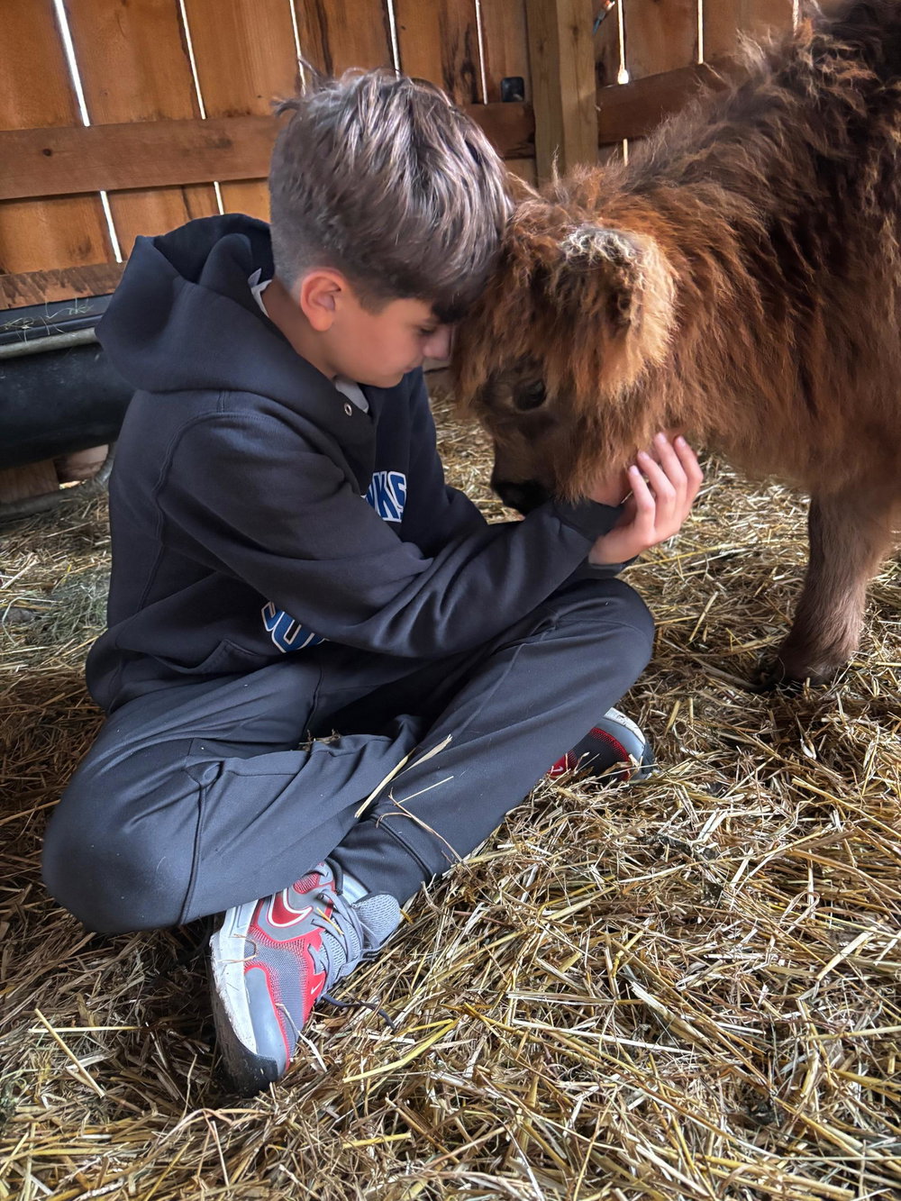 Private cow cuddle session, photo 16