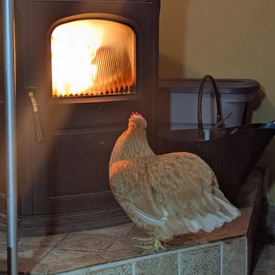 Ginger profile picture