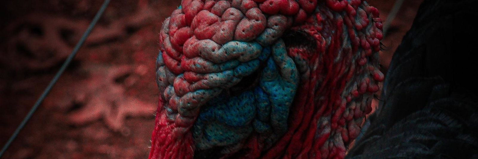 Thanksgiving profile cover image