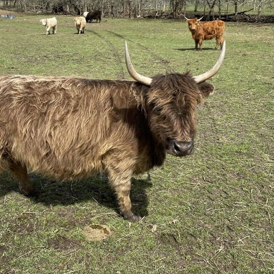 A Peculiar Farm Grace profile picture