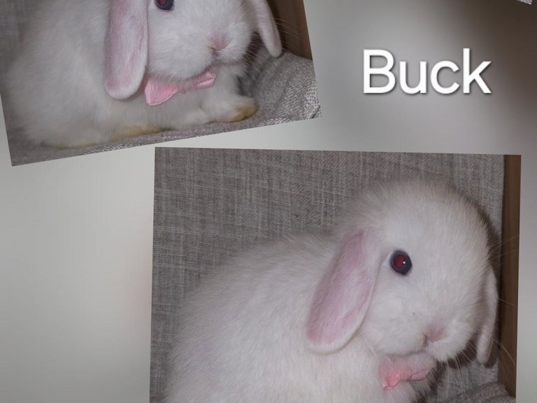 Azul - BEW Holland Lop