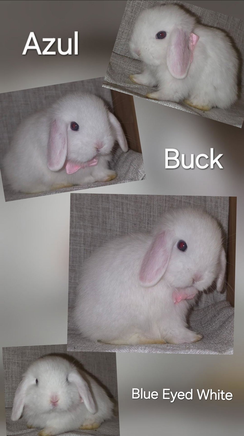 Azul - BEW Holland Lop, photo 1