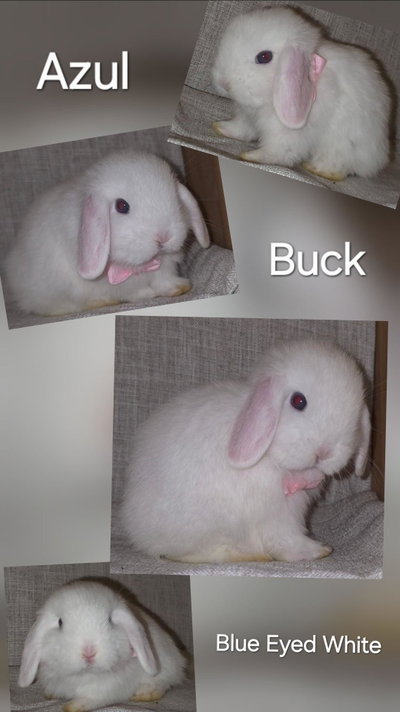 Azul - BEW Holland Lop