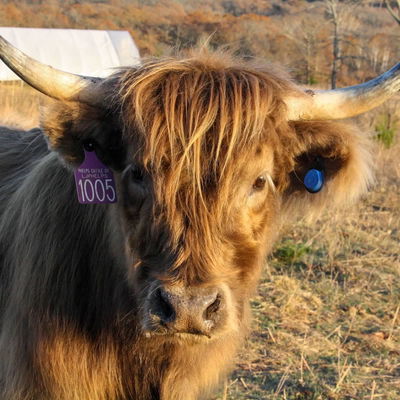 Willow profile picture