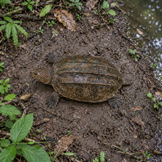 Mexican giant musk turtle