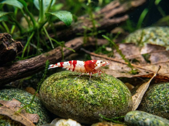 crystal red shrimp