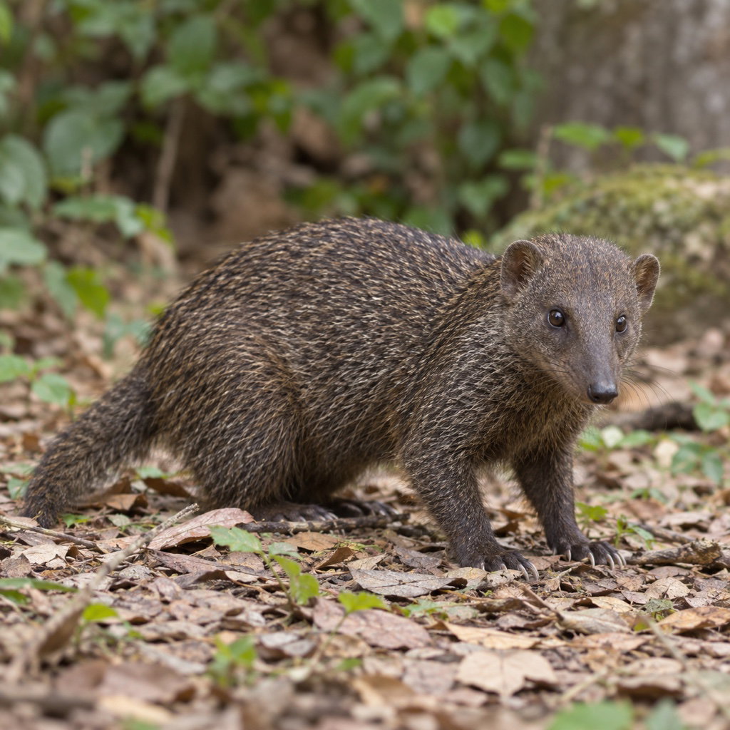 common cusimanse
