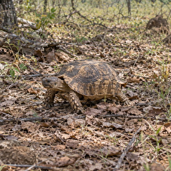 Bell's hingeback tortoise