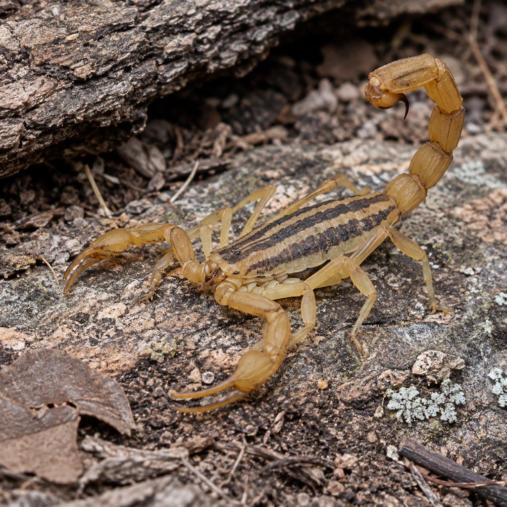 striped bark scorpion