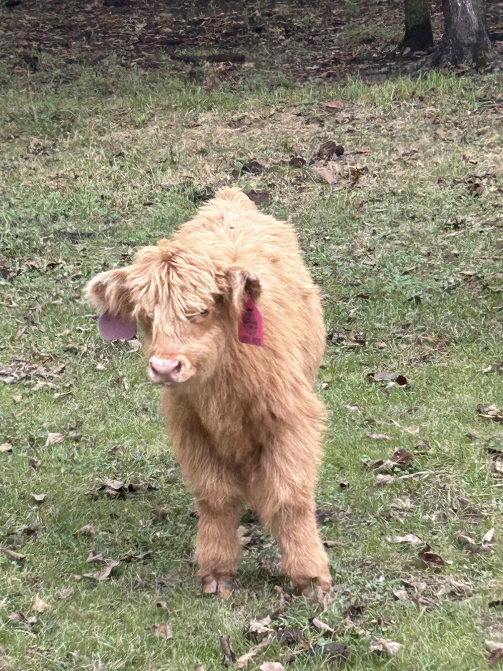 A Peculiar Farm Moo Moo, photo 3