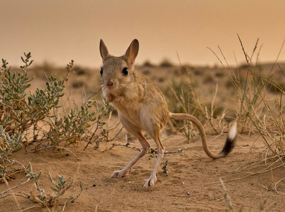 jerboa
