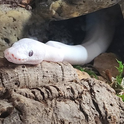 Simon profile picture
