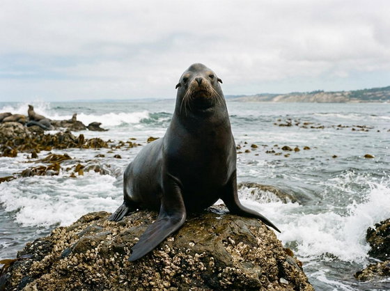 California sea lion