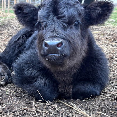 Stanley profile picture