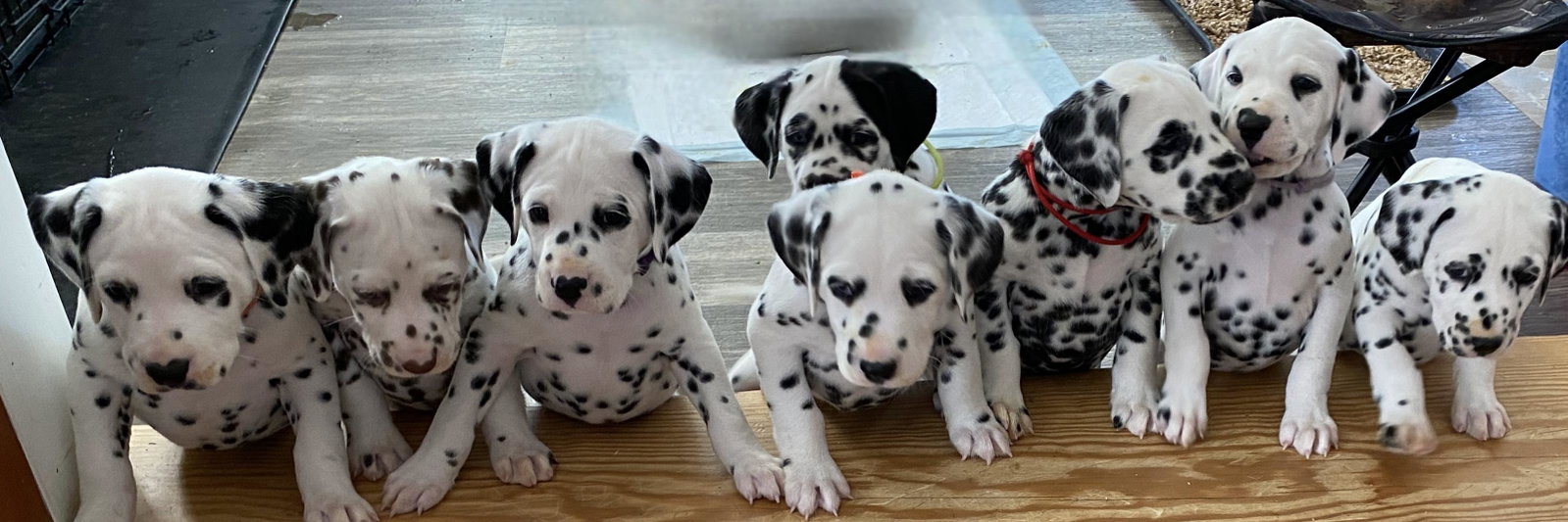 Stagecoach Dalmatians profile cover image