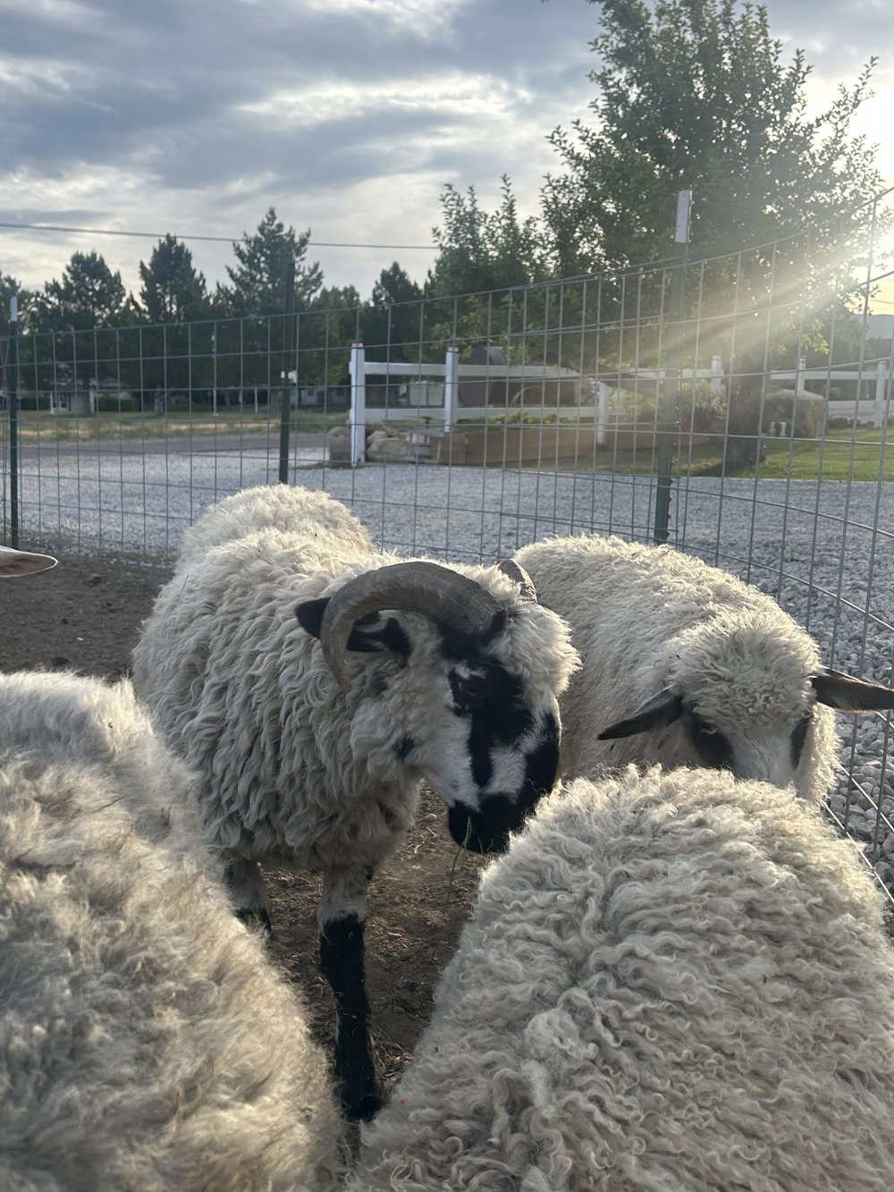 Valais starter herd, photo 2
