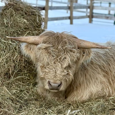 Nicholas profile picture