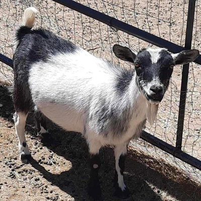 WesCo Xena profile picture