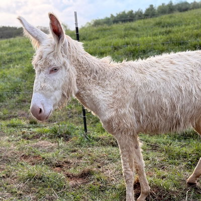 Elsa profile picture