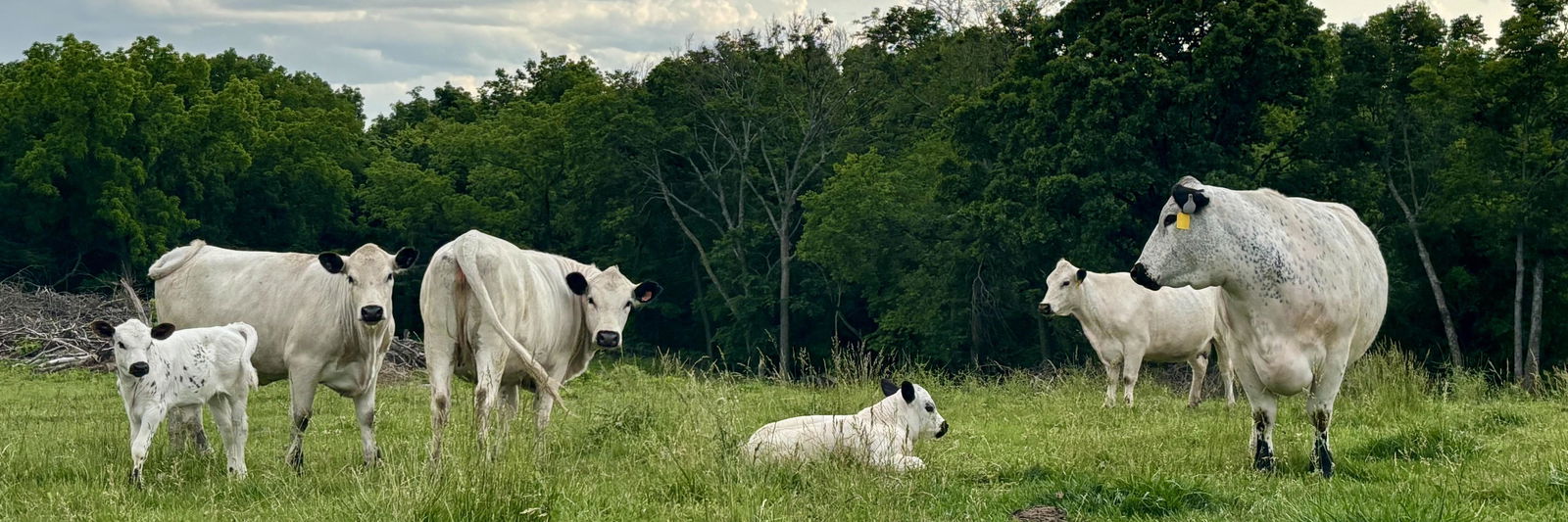 Hazel profile cover image