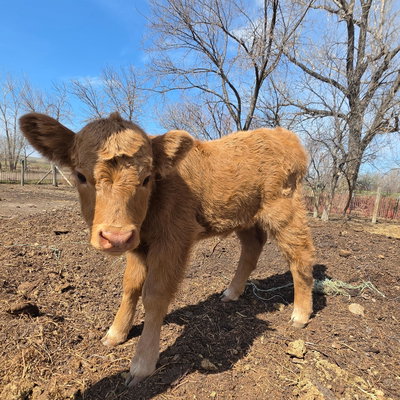 Butterscotch profile picture