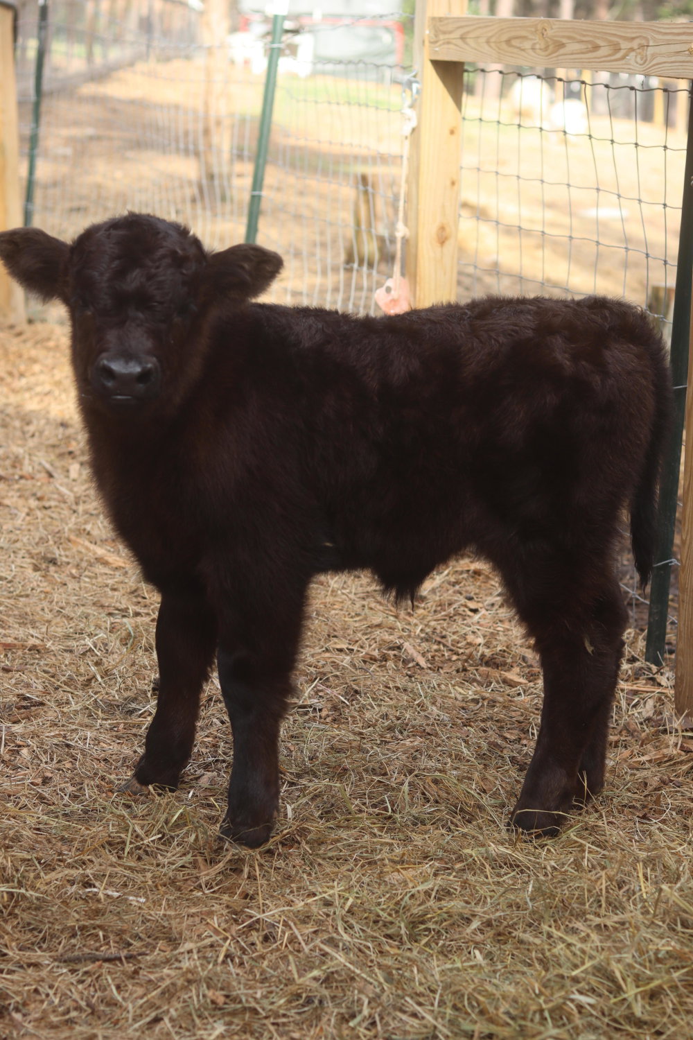 Wrangler, photo 6