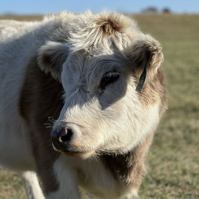 CCR Cricket profile picture