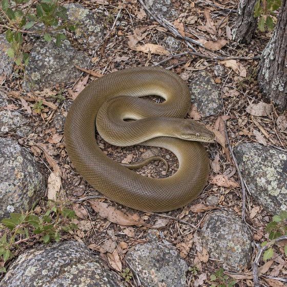 olive python
