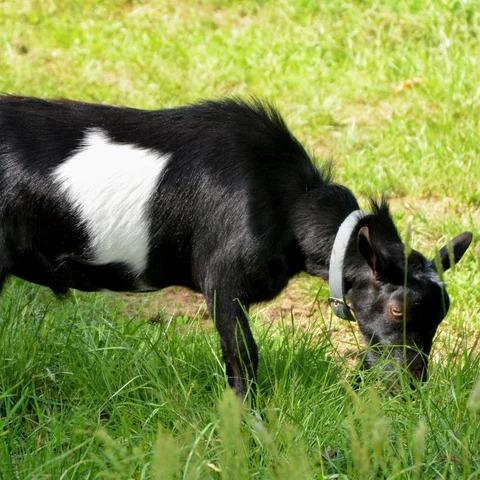 Old Mountain Farm Inlikequinn *B
