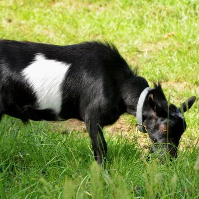 Old Mountain Farm Inlikequinn *B profile picture