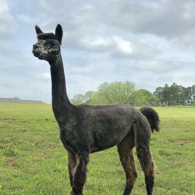 Lady Arabella Rose
