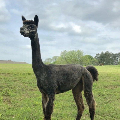Lady Arabella Rose profile picture