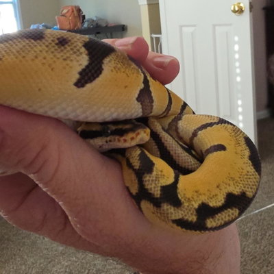 Artemis profile picture