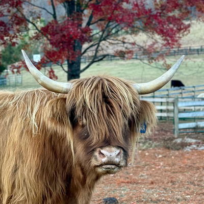 Fiona profile picture