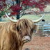 Fiona profile picture