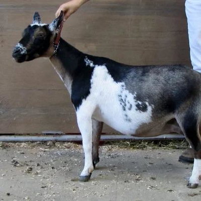 GCH Little Tots Estate Paeonia 1 *M profile picture