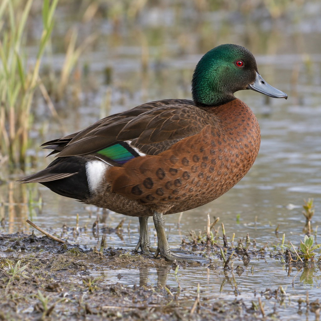 chestnut teal