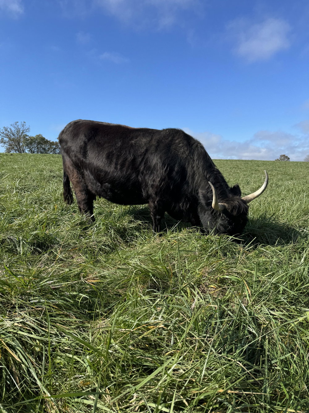 AHCA Heifer, photo 4