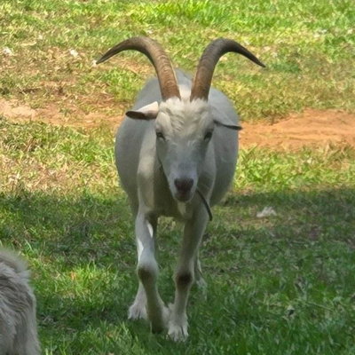Waylon profile picture