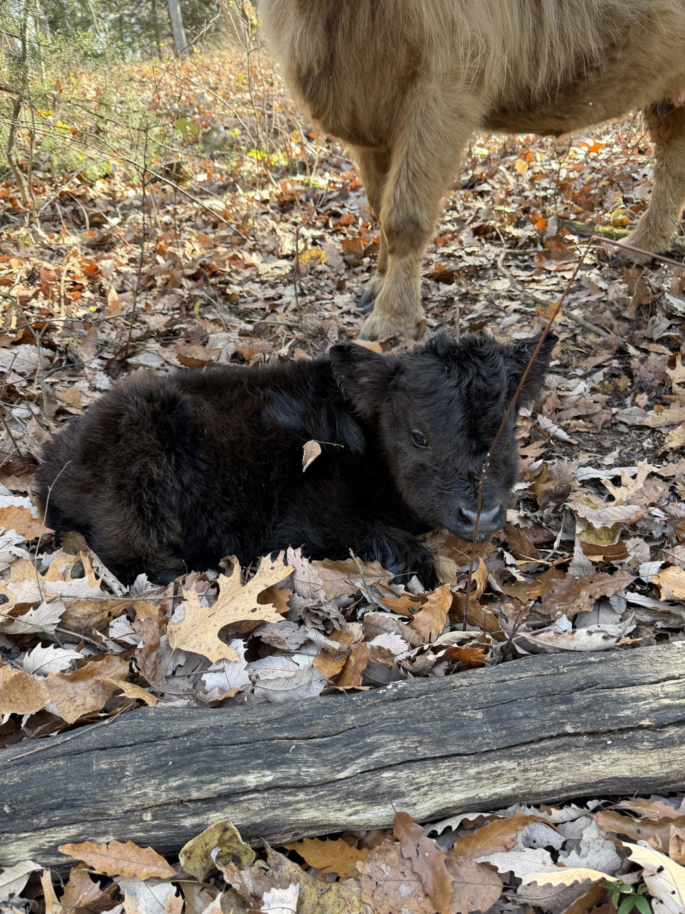 A Peculiar Farm Wednesday, photo 6