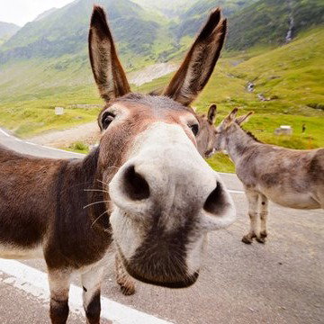 Donk profile picture