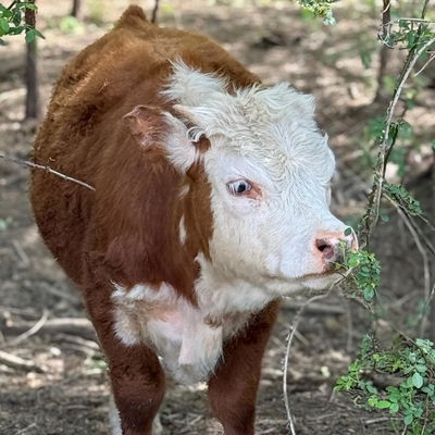 Nellie profile picture