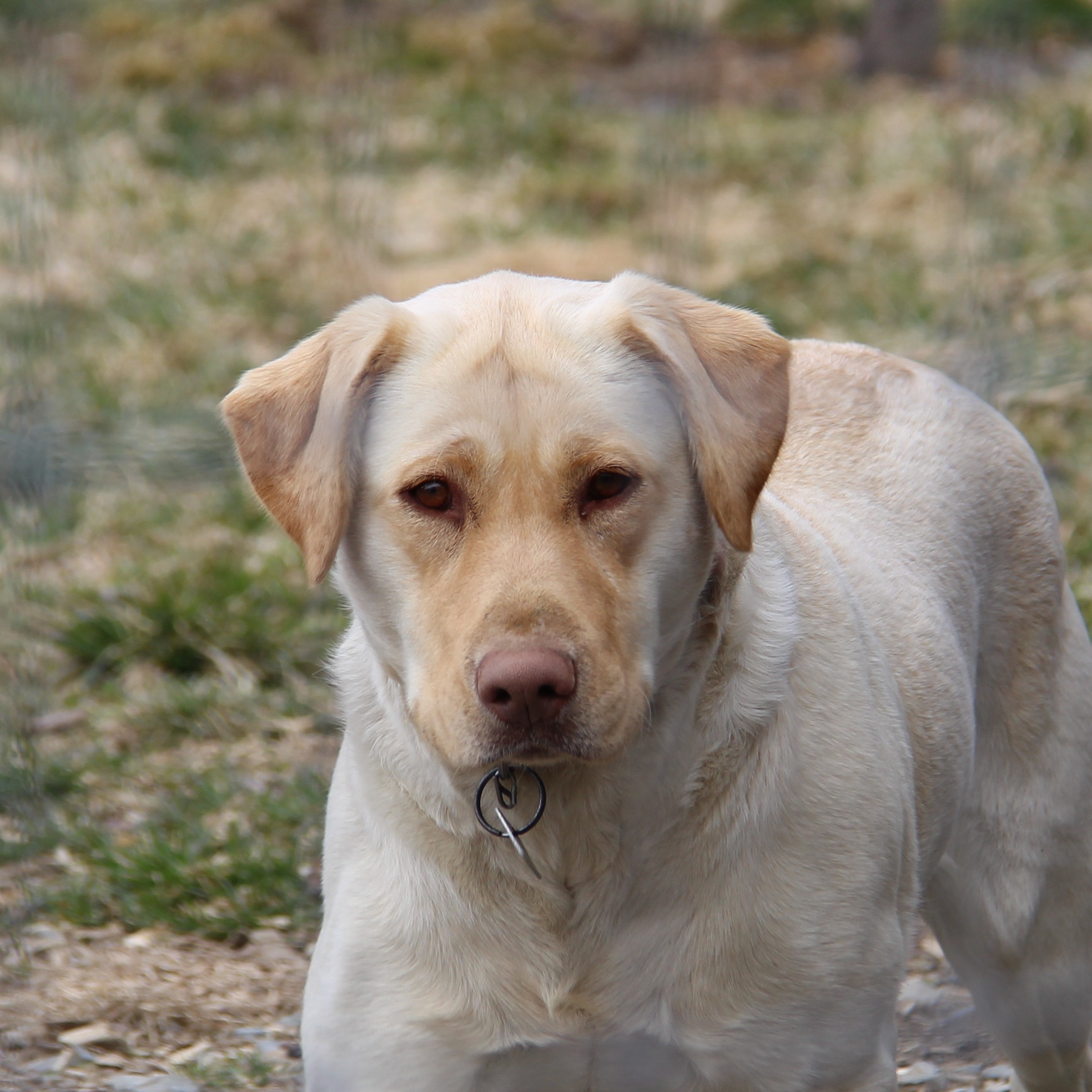 Moxie