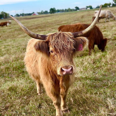 Oklahoma Miniature Lovable Livestock profile picture