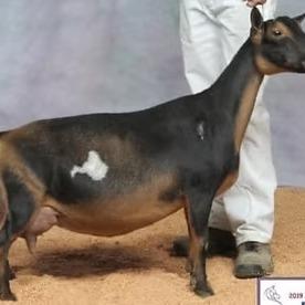 GCH Wood Bridge Farm CountnBlessns 1*M profile picture